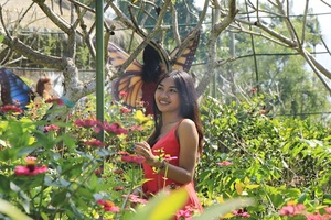 bali butterfly park, aloha swing