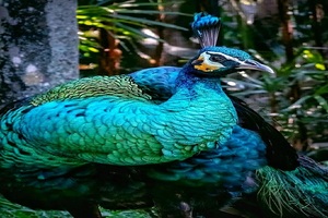 bali bird park tour