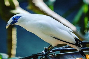 bali bird park tour