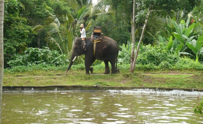 bali elephant camp tour