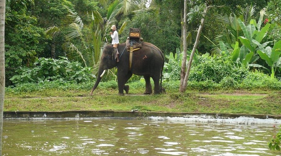 bali elephant camp tour