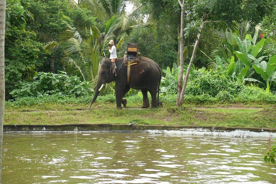 bali elephant camp tour, bali elephant ride tour