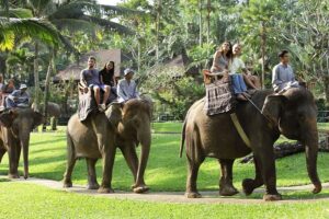 ride elephant in the park, bali elephant safari ride tour