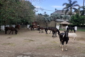 bali horse riding tour