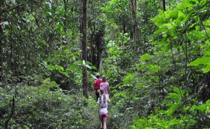 bali jungle trekking tour