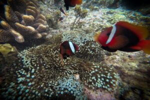 bali snorkeling labuhan amuk tour