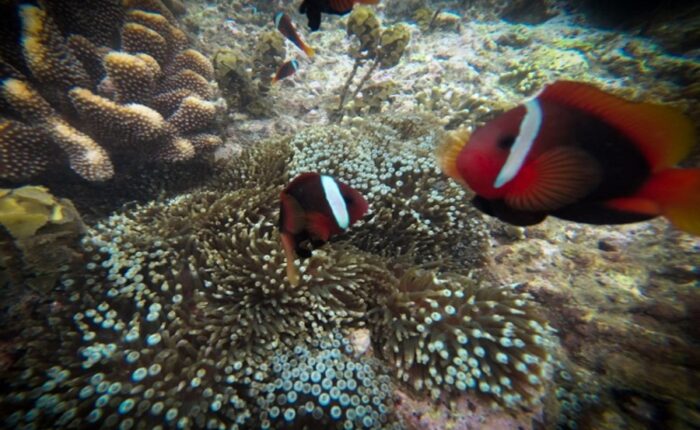 bali snorkeling labuhan amuk tour