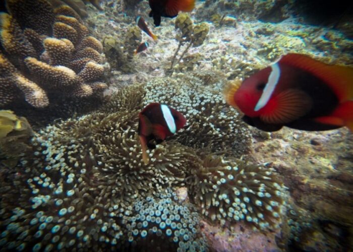 bali snorkeling labuhan amuk tour