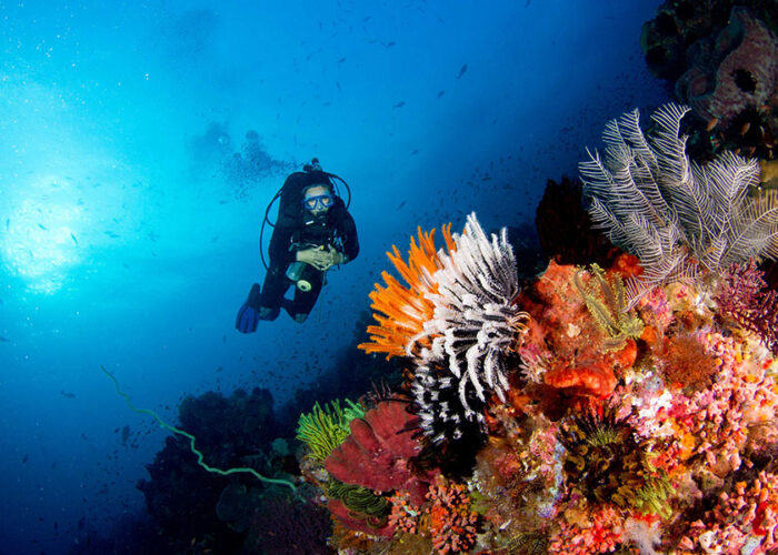 bali diving tour