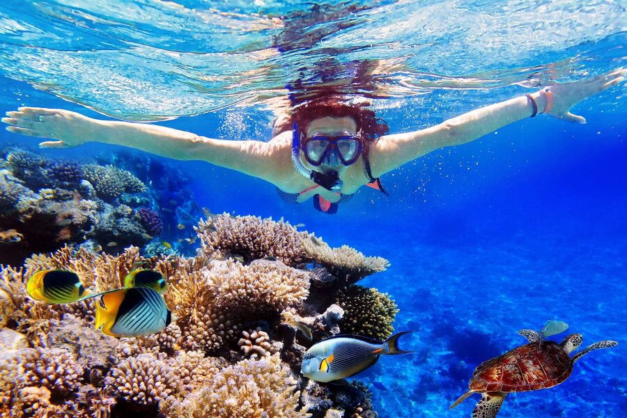 menjangan snorkeling