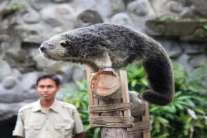 animal attraction, komodo dragon packages