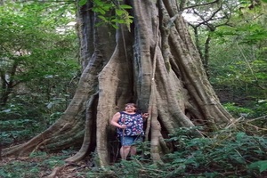 big tree at jungle, bali jungle trekking tour