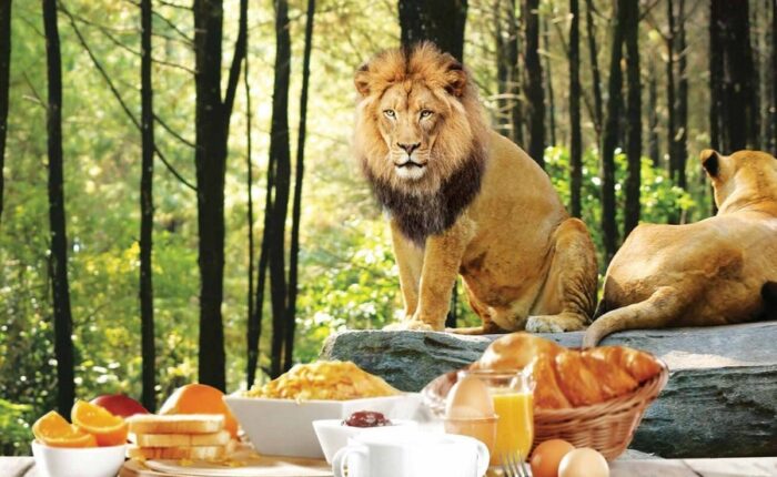 breakfast with lion packages, bali safari and marine park tour