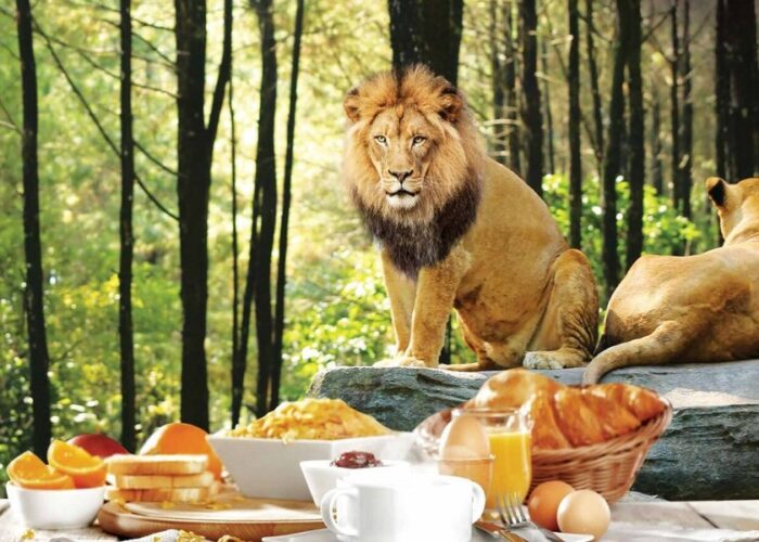 breakfast with lion packages, bali safari and marine park tour