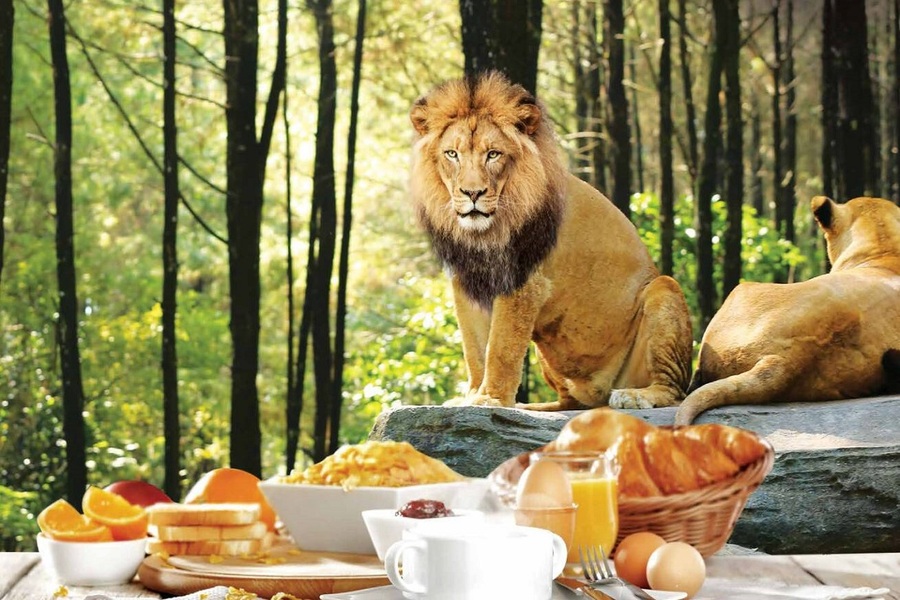 breakfast with lion packages, bali safari and marine park tour