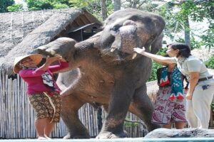 elephant attraction, jungle hopper packages