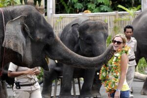 elephant attraction, komodo dragon packages