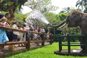 elephant education show, bali elephant safari ride tour