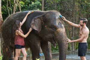 bali zoo elephant mud fun tour, bali zoo park tour