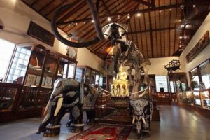 elephant museum, bali elephant safari ride tour