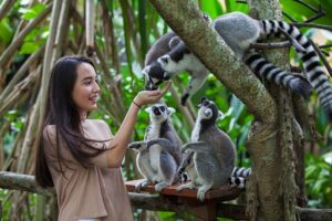 feed the animal, bali zoo explorer tour