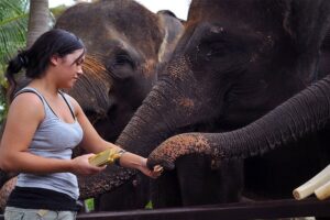 feed the elephant, bali elephant safari ride tour