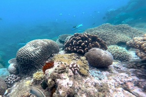 bali snorkeling labuhan amuk tour, bali snorkeling tour