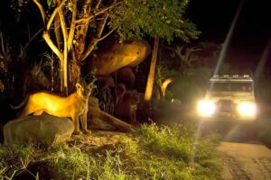 night safari journey, night safari packages