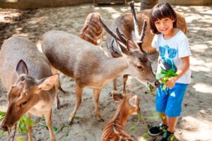 peeting zoo, bali zoo breakfast with orangutan tour