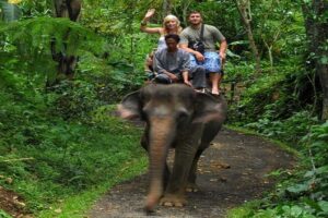 ride elephant in the jungle, bali elephant safari ride tour