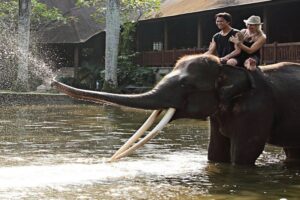 ride elephant in the pool, bali elephant safari ride tour