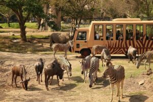 safari journey, breakfast with lion packages