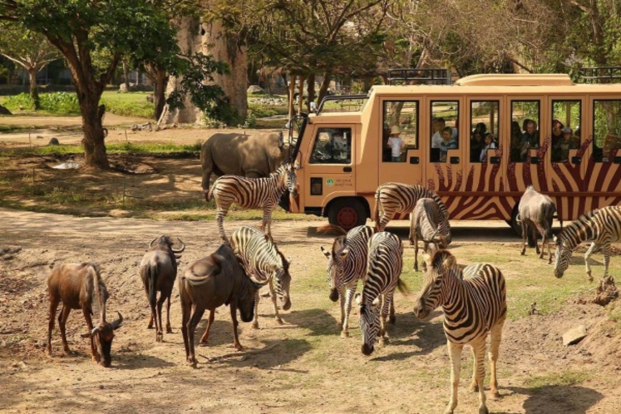 safari journey