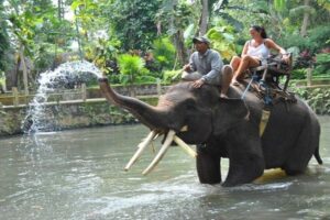 short ride 30 minutes elephant ride, bali elephant ride tour