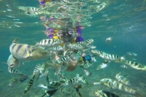 tanjung jepun beach, bali snorkeling blue lagoon tour