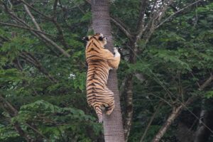 tiger attraction, leopard packages